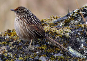 蒼尾卡納灶鳥 蒼尾卡納灶鳥