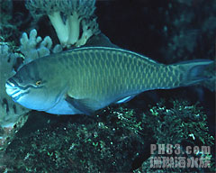 （圖）星眼絢鸚嘴魚