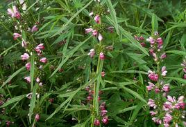 臭靈丹草 臭靈丹草