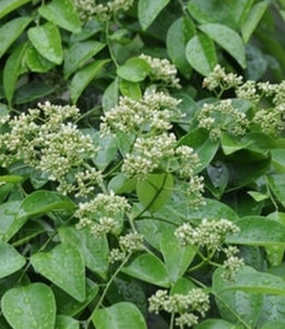 香港黃檀 香港黃檀