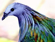 尼柯巴鳩 尼柯巴鳩