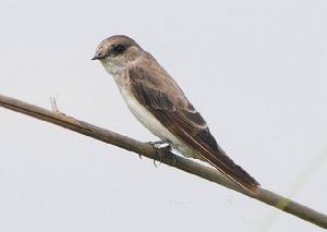 褐喉沙燕中華亞種 褐喉沙燕中華亞種
