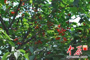 河南鄭州櫻桃節