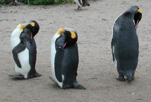 王企鵝指名亞種