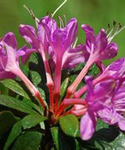 多變杜鵑 多變杜鵑