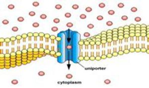 擴散限制性 擴散限制性
