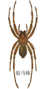 狼馬蛛
