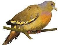 橙胸綠鳩