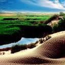 綠洲效應 綠洲效應