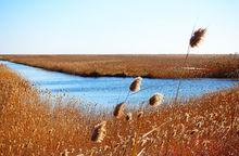 鹽城丹頂鶴濕地生態公園高清組圖