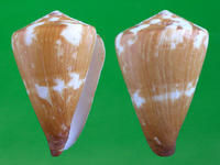 旗幟芋螺 旗幟芋螺