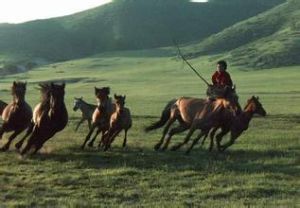 布魯特姓 布魯特姓