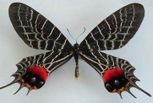 多尾褐鳳蝶 多尾褐鳳蝶