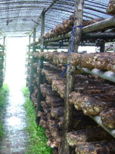 香菇袋料栽培 香菇袋料栽培