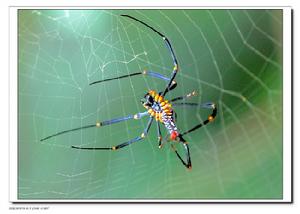 蜘蛛協定 蜘蛛協定