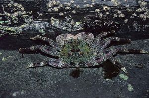 瘤突斜紋蟹 瘤突斜紋蟹