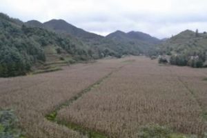 農一分場村 農一分場村