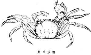 沙蟹科 沙蟹科
