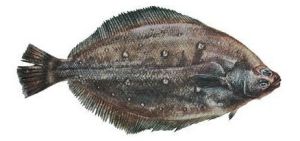 格氏蟲鰈 格氏蟲鰈