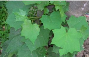 深裂八角楓 深裂八角楓