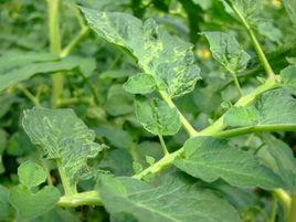 番茄花葉病毒病 番茄花葉病毒病