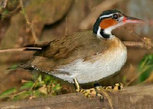 日鷉科 Heliornithidae （鷉讀音tī）僅2屬3種。分布於美洲（日鷉Heliornis fulica），非洲（非洲鰭趾鷉Podica sengalensis）和東南亞（亞洲鰭趾鷉Podica personata）的熱帶水域。為鶴形目中適應游泳和潛水的類群，腳上有鸊鷉一樣的瓣狀蹼，游泳時有時也象鸊鷉一樣只露頭和頸在水面上。