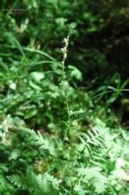 維氏馬先蒿 維氏馬先蒿