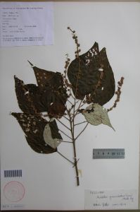 碧綠米仔蘭 標本