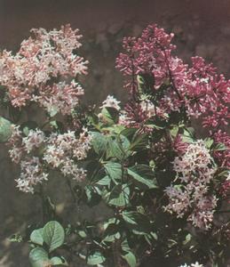 皺葉丁香(圖二)