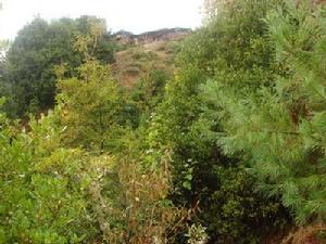 洋芋山村生態林