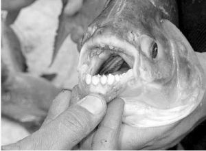 鋸腹脂鯉 鋸腹脂鯉