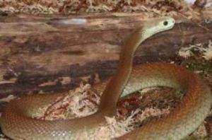 澳洲殺手蛇 澳洲殺手蛇