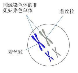 姐妹染色單體 姐妹染色單體