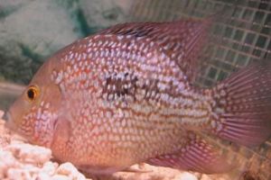 無花金馬騮 無花金馬騮