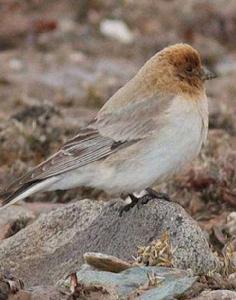 褐頭朱雀 褐頭朱雀