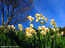 水仙花[水仙花]