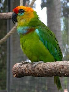 德氏無花果鸚鵡巴坦塔亞種