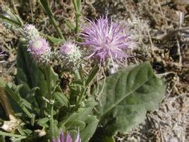 強壯風毛菊 強壯風毛菊