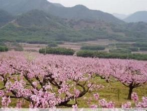 桃花山公園[重慶]