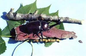 犀金龜科 犀金龜科