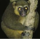 西太平洋卡洛島狐蝠