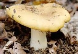 黃白紅菇 黃白紅菇