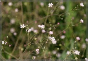 頭狀石頭花 頭狀石頭花