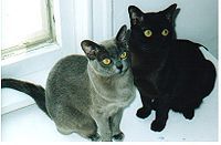 緬甸貓(Burmese cats, 泰語：subh-bha-lak，意是幸福，美麗和華麗的外表)是一種家貓品種，主要分為兩種：美國緬甸貓和英國緬甸貓。官方沒有承認這種分別，但他們都正式地稱英國的貓主培育的類型為歐洲緬甸貓[1].原本天然的緬甸貓只有像貂皮一樣的褐色，但經多年的品種改良後產生了很多不同的毛色。不同的組織對緬甸貓的條件也有若干的不同。作為寵物，緬甸貓非常友善和聰明。它們喜歡叫，經常呼喚它的主人。