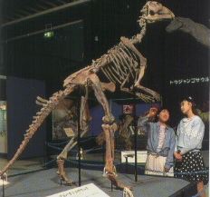 戈壁原巴克龍（Probactrosaurus gobiensis）