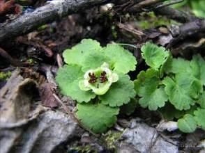 單花金腰 單花金腰