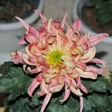 菊花斑點病 菊花斑點病