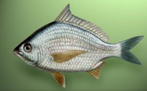 大口銀鱸 大口銀鱸