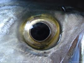 魚眼