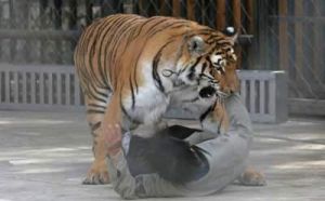 （圖）發情老虎撲向馴獸師